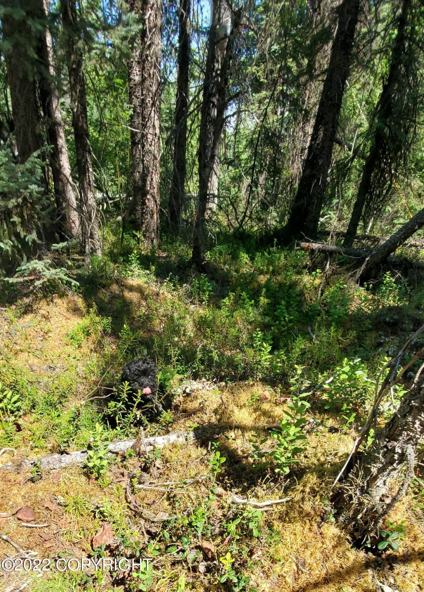 6. Land for Sale at 14300 Wilderness Rim Road Willow, Alaska 99688 United States